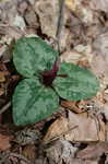 Decumbent trillium